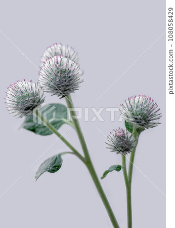 Burdock flowers close-up. Medicinal plant. Burdock flowers close-up. Medicinal plant. 108058429