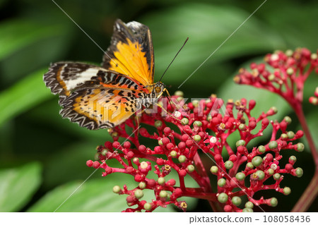 The beautiful butterfly on flower is eatting flower in nature garden 108058436