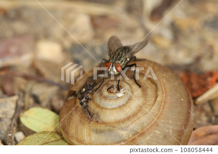 Close up The housefly insect on snail dead 108058444