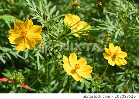 Kibana宇宙(黃色的花朵落櫻花) Kibana宇宙(黃色的花朵落櫻花) 108058520