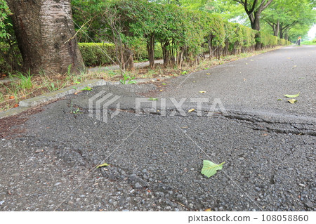 The sidewalk has become swollen due to the growth of the roots of roadside trees. The sidewalk has become swollen due to the growth of the roots of roadside trees. 108058860