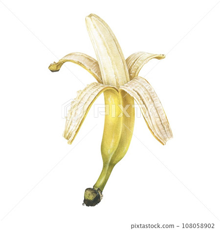 Open Banana. Watercolor botanical illustration of peeled fruit. Hand drawn clip art isolated on white background. Sweet tropical food painting. Plant drawing for stickers and printing Open Banana. Watercolor botanical illustration of peeled fruit. Hand drawn clip art isolated on white background. Sweet tropical food painting. Plant drawing for stickers and printing 108058902