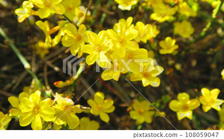 黃梅花的風景 108059047