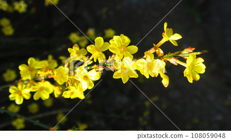 黃梅花的風景 108059048