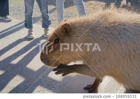 水豚一邊舔著前爪的腳趾，一邊看著我 108059131