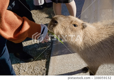 Capybara receiving food from a girl 108059132
