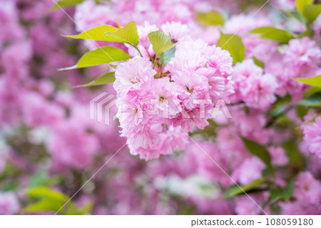 Colorful cherry blossom flower in full bloom in National Mall, Washington DC in spring 108059180