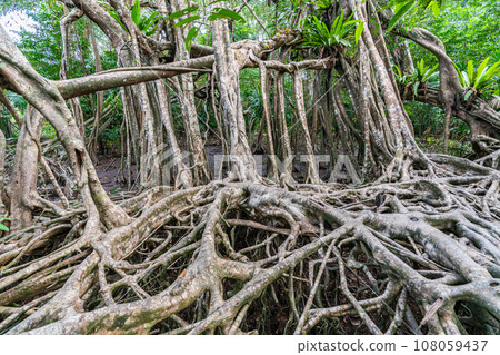 Massive banyan tree root system in rain forest, Sang Nae Canal Phang Nga, Thailand Massive banyan tree root system in rain forest, Sang Nae Canal Phang Nga, Thailand 108059437