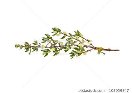Fresh sprig of thyme on a white background. Fresh sprig of thyme on a white background. 108059847