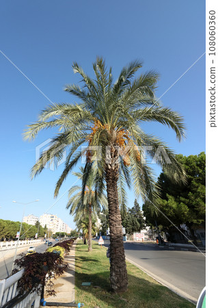 Palms with the fruits of the date in Antalya. With yellow fruits. Against the backdrop of the blue sky. Palms with the fruits of the date in Antalya. With yellow fruits. Against the backdrop of the blue sky. 108060360