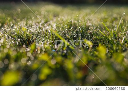 Dew drops on fresh spring grass on a morning, banner with copy space. High quality photo 108060388
