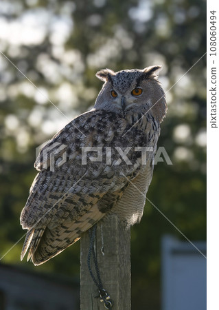 Eurasian Eagle-Owl perched against natural background Eurasian Eagle-Owl perched against natural background 108060494