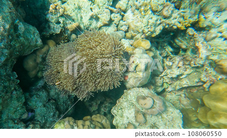 Colorful fish and sea anemone in the beautiful coral reef in Surin island national park, Pang Nga, Thailand 108060550