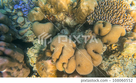 Beautiful coral reefs and colorful coral fish in Surin islands national park, Phang Nga, Thailand 108060552