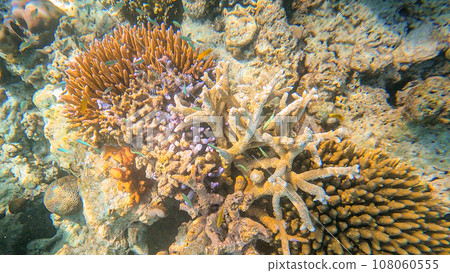 Beautiful coral reefs and colorful coral fish in Surin islands national park, Phang Nga, Thailand Beautiful coral reefs and colorful coral fish in Surin islands national park, Phang Nga, Thailand 108060555