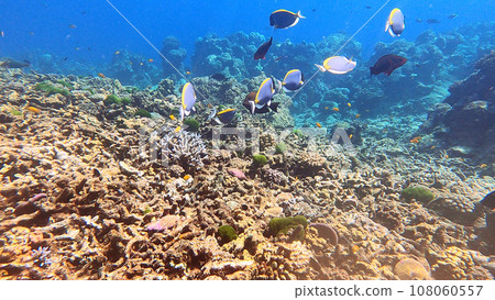 school of Powder blue Surgeonfish swimming in beautiful coral reef of Surin island national park, Phang nga, Thailand 108060557