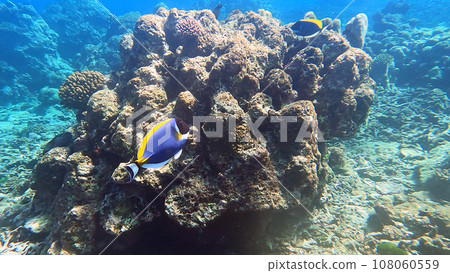 school of Powder blue Surgeonfish swimming in beautiful coral reef of Surin island national park, Phang nga, Thailand school of Powder blue Surgeonfish swimming in beautiful coral reef of Surin island national park, Phang nga, Thailand 108060559