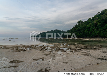 Living coral reef during low tide in Mai Ngam beach, Surin island national park, Thailand 108060564