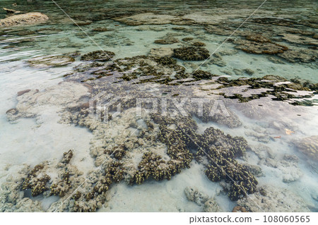 Living coral reef during low tide in Mai Ngam beach, Surin island national park, Thailand 108060565