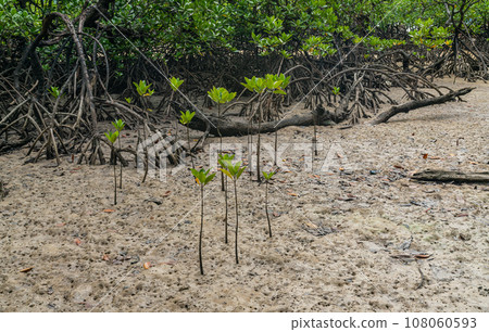 Mangrove sprouts growing in marshland of Surin island national park, Thailand Mangrove sprouts growing in marshland of Surin island national park, Thailand 108060593