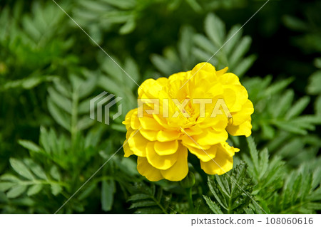 Marigold Marigold 108060616