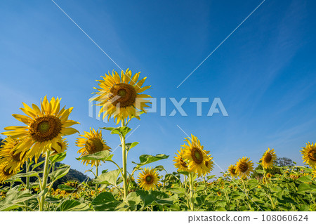 Sunflower field in a sunny day with blue sky in the background Sunflower field in a sunny day with blue sky in the background 108060624