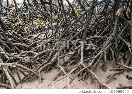 Close up mangrove tree roots system during low tide, Surin island national park, Thailand Close up mangrove tree roots system during low tide, Surin island national park, Thailand 108060643