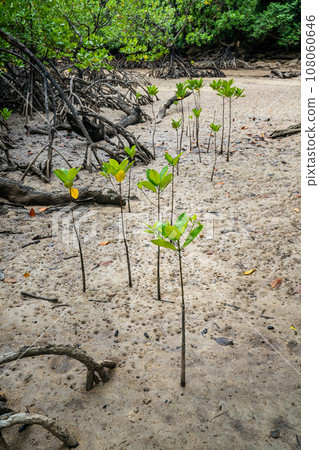 Mangrove sprouts growing in marshland of Surin island national park, Thailand 108060646