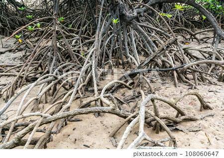 Close up mangrove tree roots system during low tide, Surin island national park, Thailand Close up mangrove tree roots system during low tide, Surin island national park, Thailand 108060647