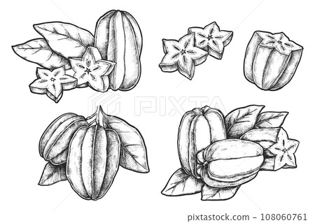 Set of isolated realistic carambola. Vector sketch of tropical fruit. Hand drawn image of natural or organic food for vegetarian or vegan salad ingredient. Harvest and agriculture, food recipe theme 108060761