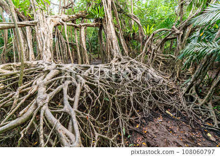 Massive banyan tree root system in rain forest, Sang Nae Canal Phang Nga, Thailand 108060797