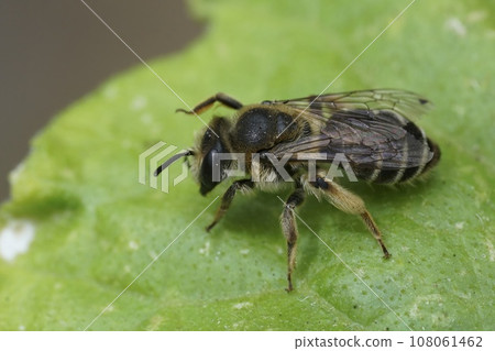 Closeup on a female mining bee from the Andrena ovatula group sitting on a green leaf 108061462