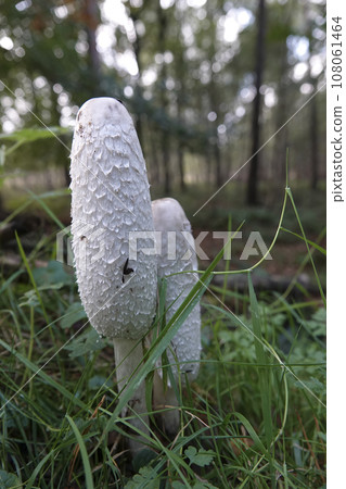 Vertical closeup on two emerging Lawyer's Wig, Shaggy Inkcap mushroom, Coprinus comatus 108061464