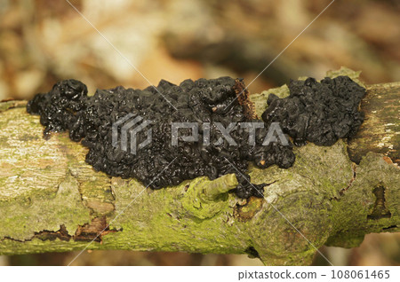 Closeup on a European black jelly fungus, Witchers's butter, Exidia plana on dead wood 108061465