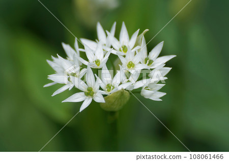 Closeup on the fragile bright white flower of wild broad-leaved garlic or bear leek , Allium ursinum Closeup on the fragile bright white flower of wild broad-leaved garlic or bear leek , Allium ursinum 108061466