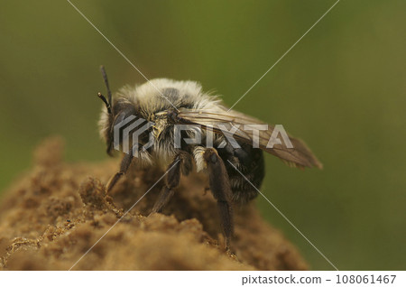 Closeup on a female Grey backed mining bee, Andrena vaga, sitting on small heap of sand 108061467