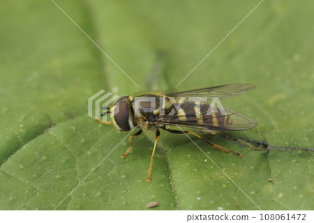 Closeup on a European Stripe-backed Fleckwing hoverfly, Dasysyrphus albostriatus, sitting on a green leaf Closeup on a European Stripe-backed Fleckwing hoverfly, Dasysyrphus albostriatus, sitting on a green leaf 108061472