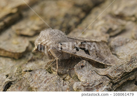 Closeup on the European Hebrew Character owlet moth, Orthosia gothica sitting on wood Closeup on the European Hebrew Character owlet moth, Orthosia gothica sitting on wood 108061479
