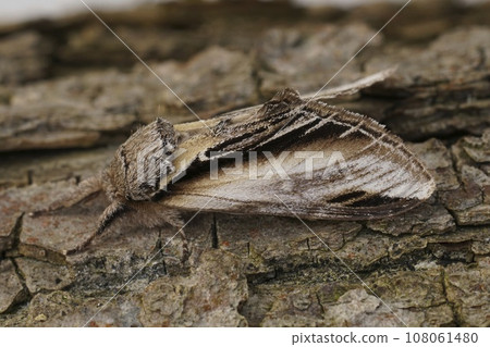 Closeup on the Swallow promintent moth, Pheosia tremula, sitting on wood Closeup on the Swallow promintent moth, Pheosia tremula, sitting on wood 108061480