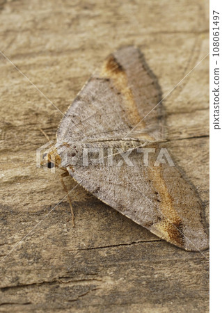 Closeup on a Tawny-barred Angle geometer moth, Macaria liturata, with spread wings Closeup on a Tawny-barred Angle geometer moth, Macaria liturata, with spread wings 108061497