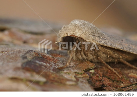 Closeup on a red-line Quaker owlet moth, Agrochola lota sitting on wood 108061499