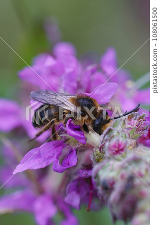 Colorful closeup on a female purple loosestrife bee, Melitta nigricans 108061500