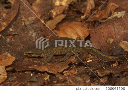 Closeup on an adult European Carpathian newt, Lissotriton montandoni sitting on forrest litter Closeup on an adult European Carpathian newt, Lissotriton montandoni sitting on forrest litter 108061508