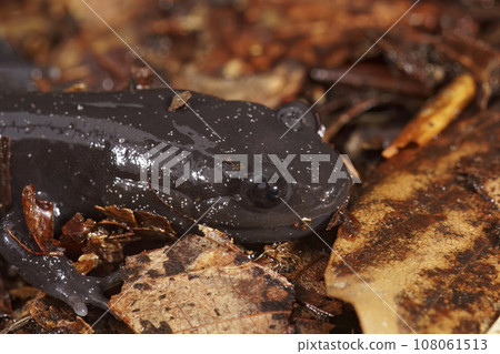Closeup on a dark and rare Japanese endemic Ishizuchi streamside 108061513