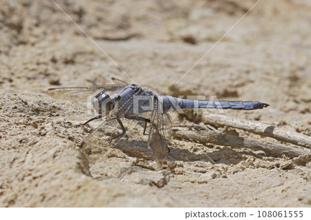 Closeup on the Southern Skimmer dragonfly, Orthetrum brunneum sitting on a stone 108061555