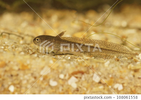 Closeup on an aquatic larvae of the EUropean Carpathian newt; Lissotriton montandoni 108061558