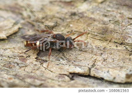 Detailed closeup on a small pentatomid shiedlbug, Holcogaster fibulata sitting on wood 108061563