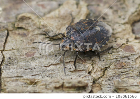 Detailed closeup on a small pentatomid shiedlbug, Holcogaster fibulata sitting on wood 108061566