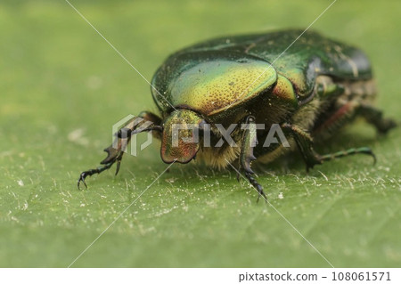 Closeup on a colorful green metallic rose chafer beetle, Cetonia aurata on a green leaf 108061571