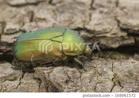 Closeup on a colorful green metallic rose chafer beetle, Cetonia aurata on a green leaf 108061572